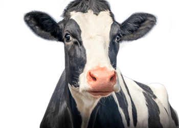 券商報告:越南牛奶(VNM)