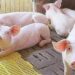 今日5/8日豬肉價格,最高 55,000 越南盾/公斤