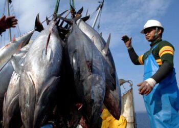 今年最後一個月越南鮪魚出口小幅成長