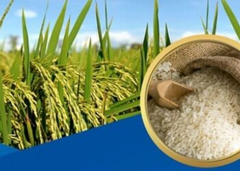 3月27日今日米價：米價繼續下跌