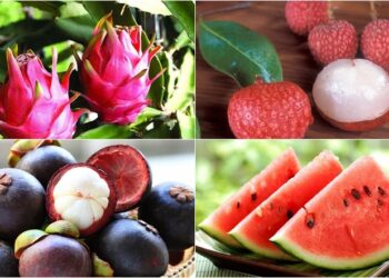 2030年越南水果出口額可達65億美元