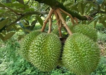 HAG：2024 年榴槤產量   預計收成 300-400 公頃