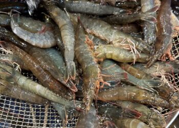 MPC：明富「蝦王」轉向國內市場：在價格上漲30%的情況下，美國市場被印度和厄瓜多爾蝦奪去