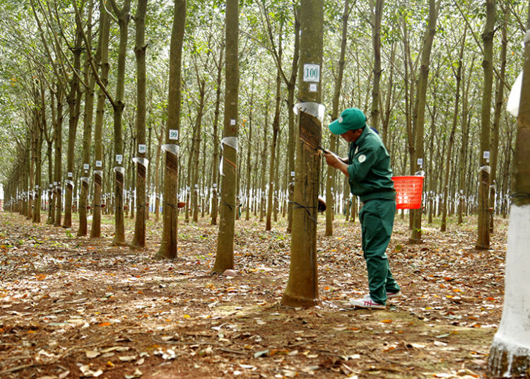 橡膠價格上漲,農民苦苦掙扎後興奮不已