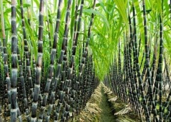 走私糖正在摧毀越南的製糖業