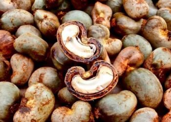 美國持續成為越南腰果產業最大市場