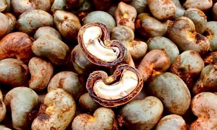 美國持續成為越南腰果產業最大市場