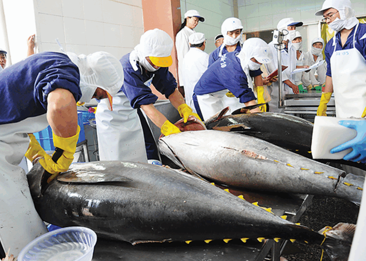 越南鮪魚出口清真市場強勁成長