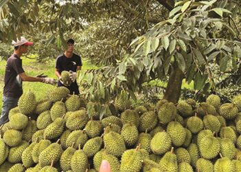 總理指示三個部會消除榴槤出口困難